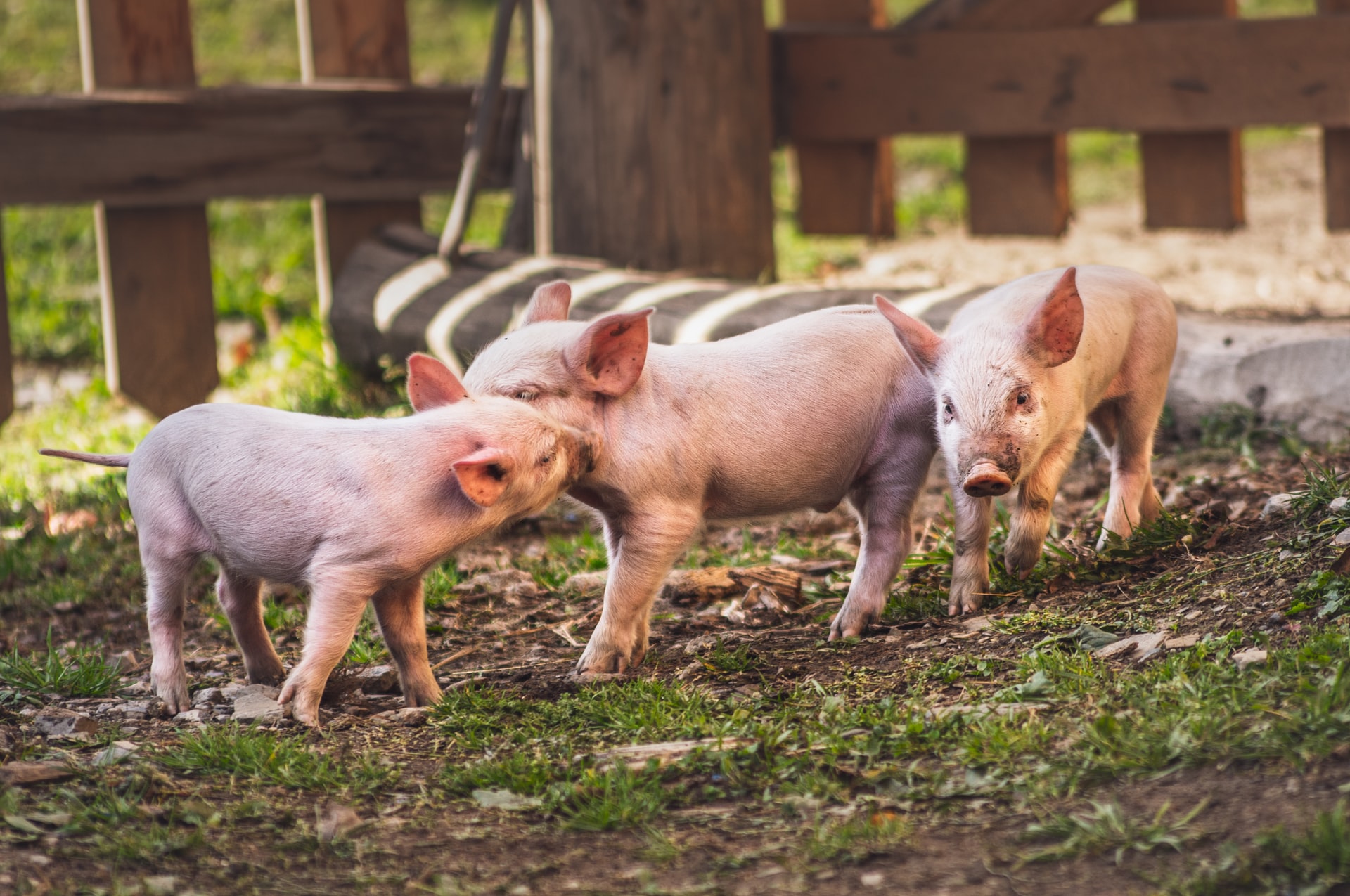 Витамины для свиней: зачем они нужны?