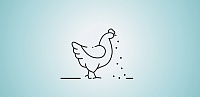 Кормление сельскохозяйственной птицы: типы кормления и критерии оценки корма