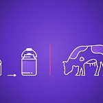 Молочная продуктивность коровы: с чем связана и как ее увеличить?