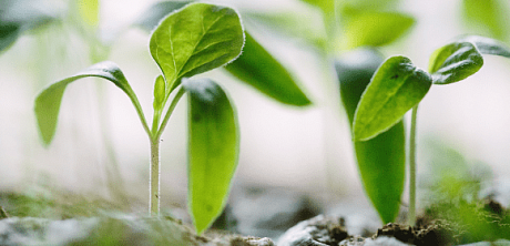 Ускорители роста для растений